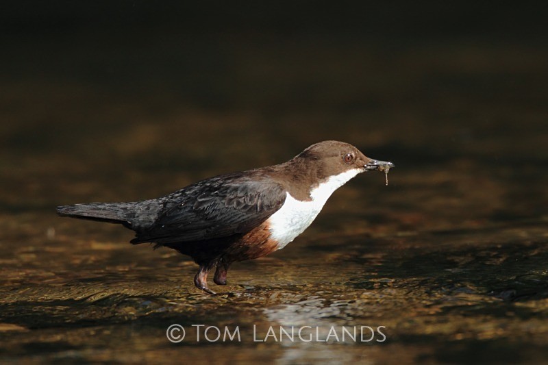 Dipper - All Other Birds