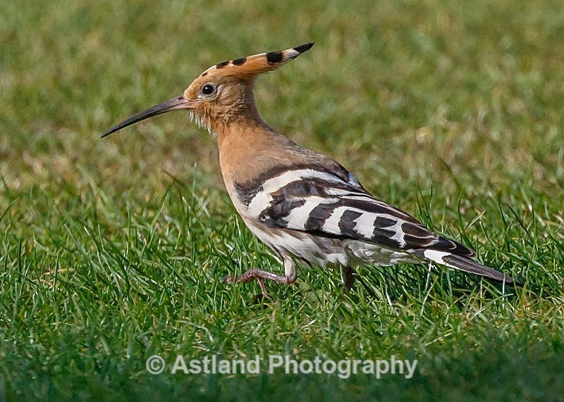 Astland Photography, Bird and Wildlife Images, Susan and Peter Wilson, U.K.