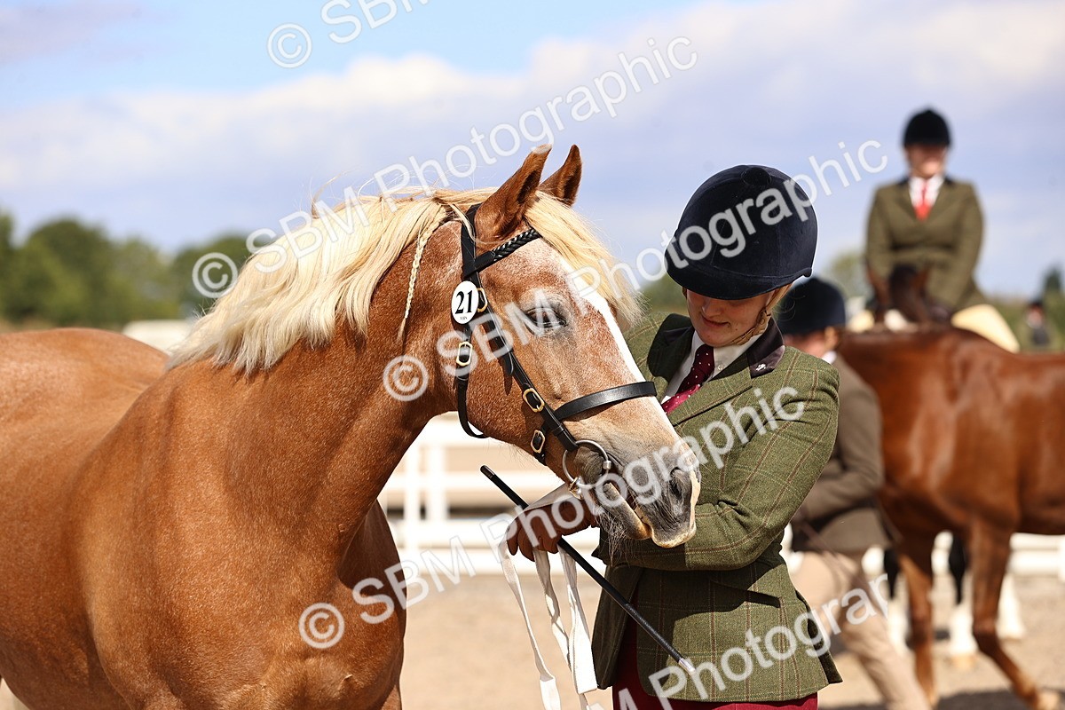SBM_14317 - Class 411 - Prettiest Mare (IH OR Ridden) Adult