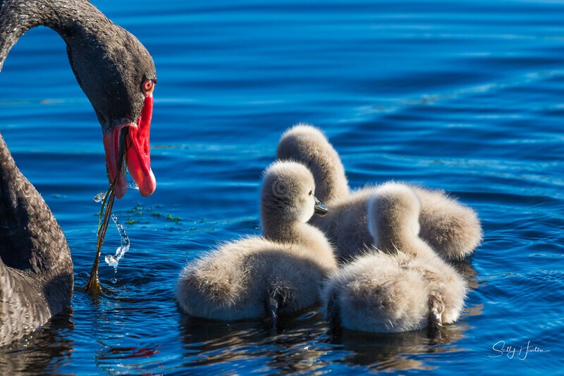 9 Watchful 0A3A6847 - Black Swans and cygnets