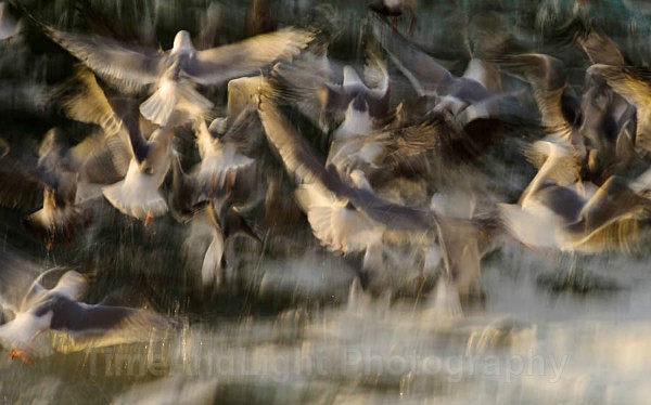 Seagulls - Birds