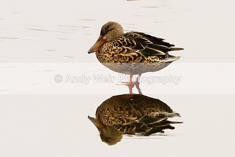 20120212-_MG_8608 - Shoveler