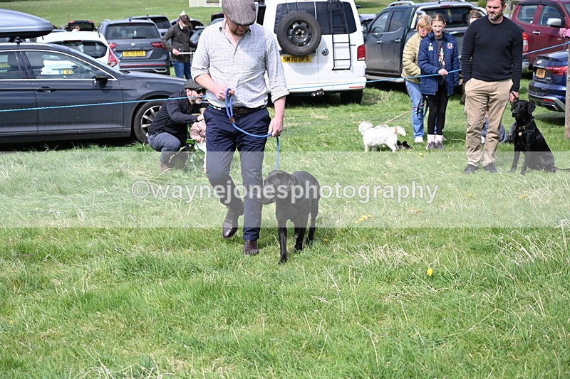 WJ6_9009 - Class 8 Best Working / Gun Dog or Bitch