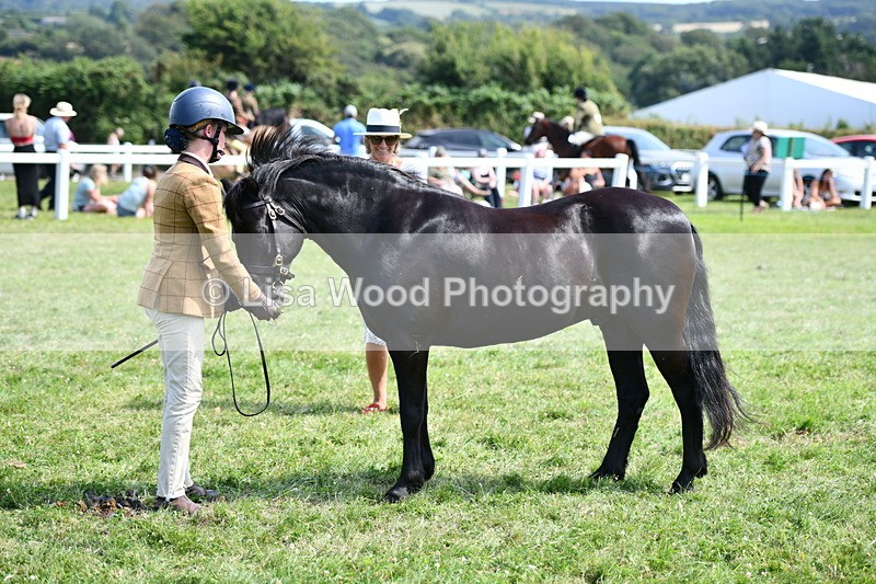 DSC_8390 - Class 68: Part Bred In Hand M & M