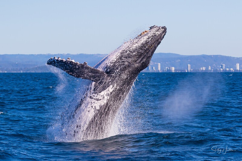 Left hand Breach. 0A3A1173 - Humpback Whales