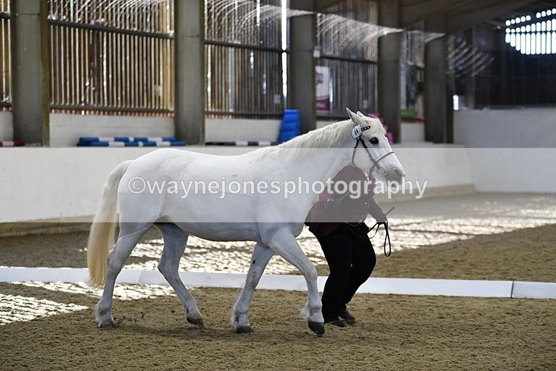 WJ5_3707 - Class 5 In Hand Veterans