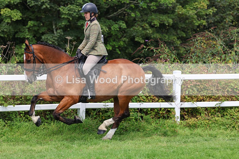 3E7A8718 - Class 5: Working Show Horse