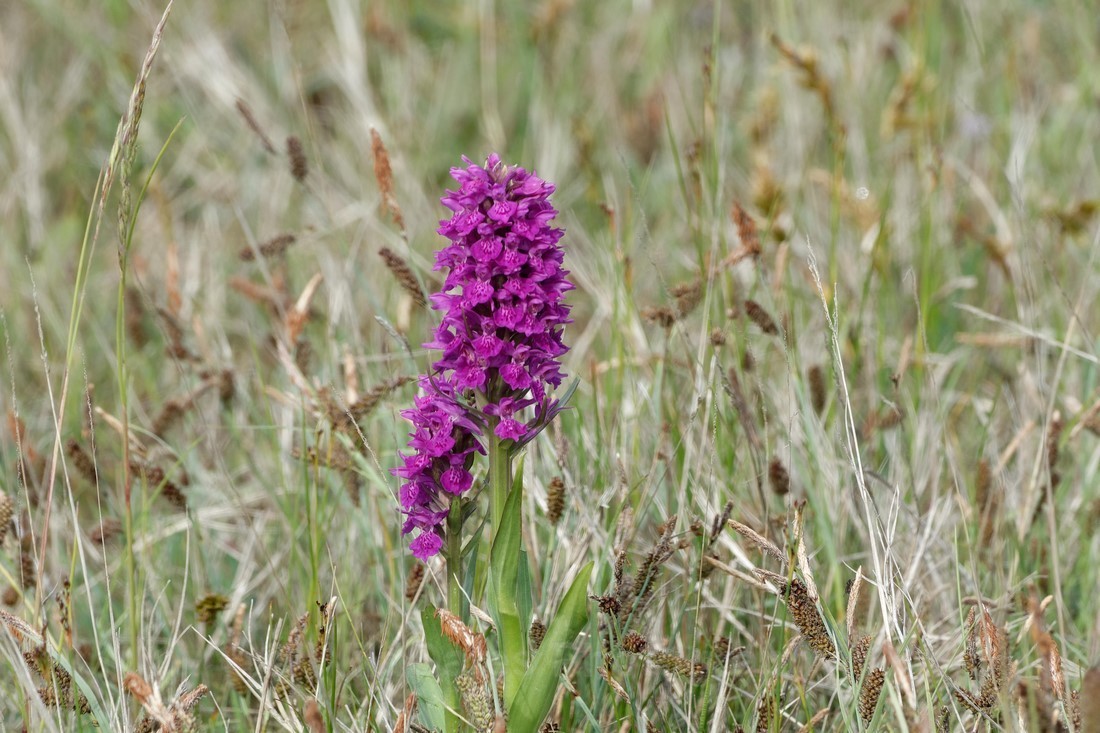 Fife_Marsh Orchid 0022 - Isle of May and Fife