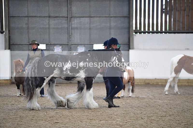 WJ5_4678 - Class 7 In hand coloured / odd coloured