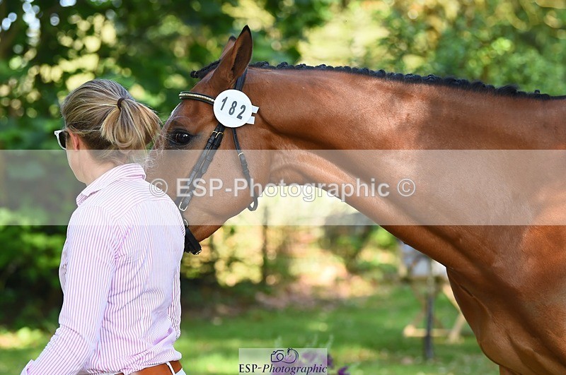 230524-163538-00971 - 182-HARTHILL_FLAMENCO-Izzy_Taylor-WEDTrotUp+DR