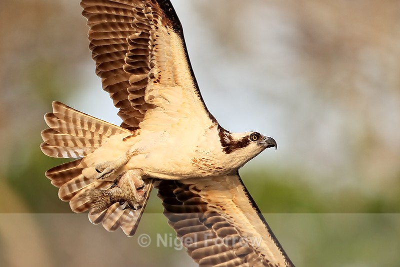 Osprey flying & carrying half-eaten fish, Blue Cypress Lake, Florida - Osprey