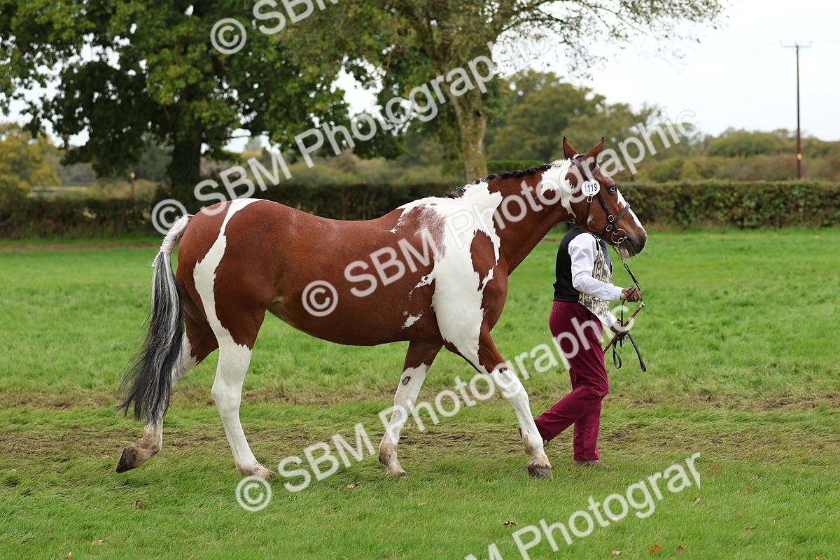 SBM_41699 - S26 - Mature Veteran In Hand
