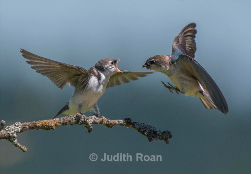 Violet Green Swallow Juvenile Being Fed