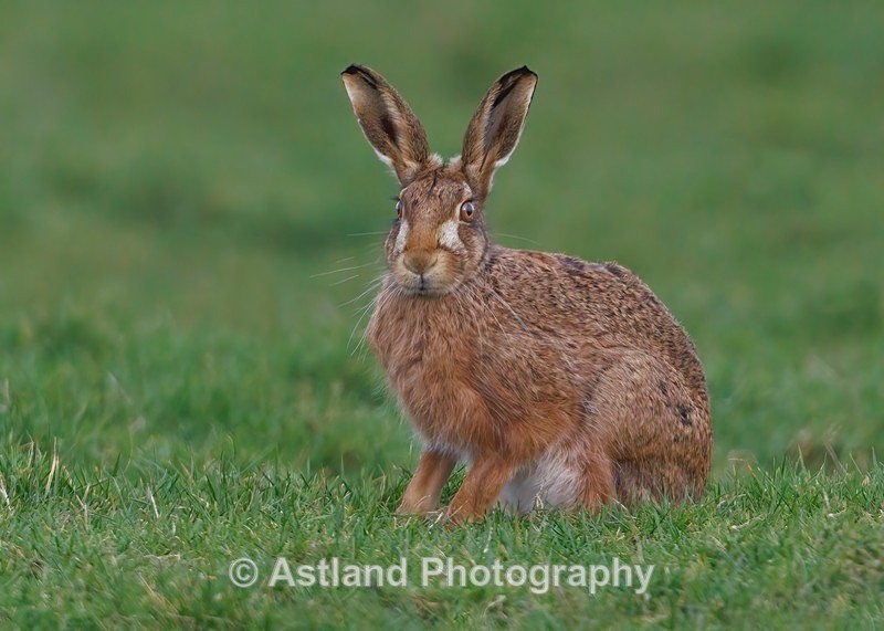 Brown Hare - Latest Images