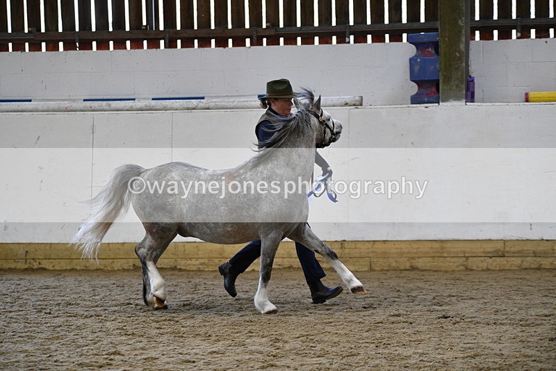 WJ5_5680 - Morning in hand Championship