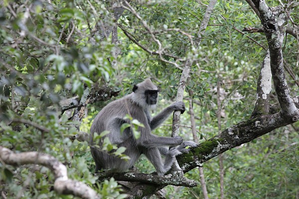  - Sri Lanka wildlife, people & places