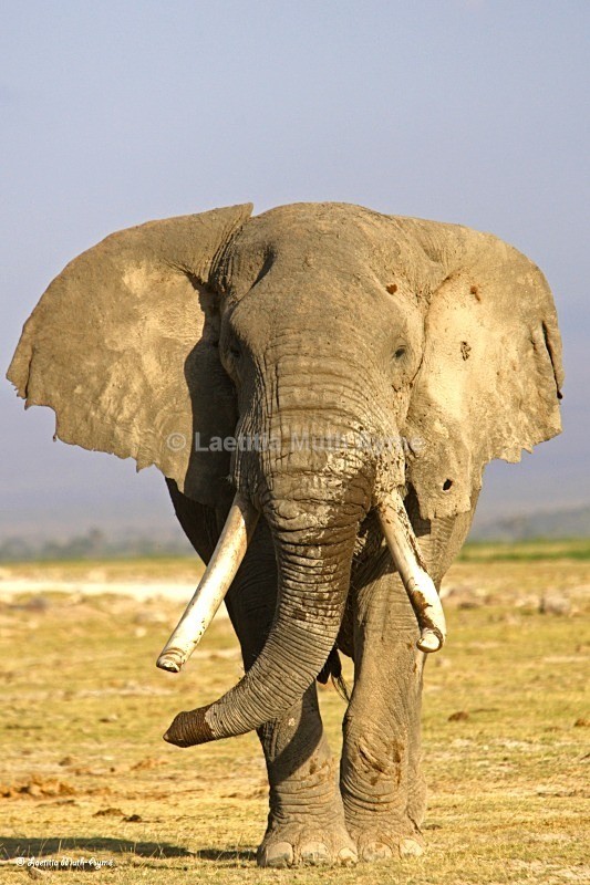 _M7B0074 2 Amboseli - Elephants