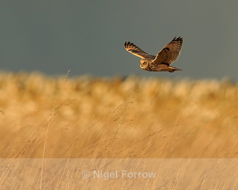 Short-eared Owl in late sunshine, Hawling, Gloucestershire - Short-eared Owl