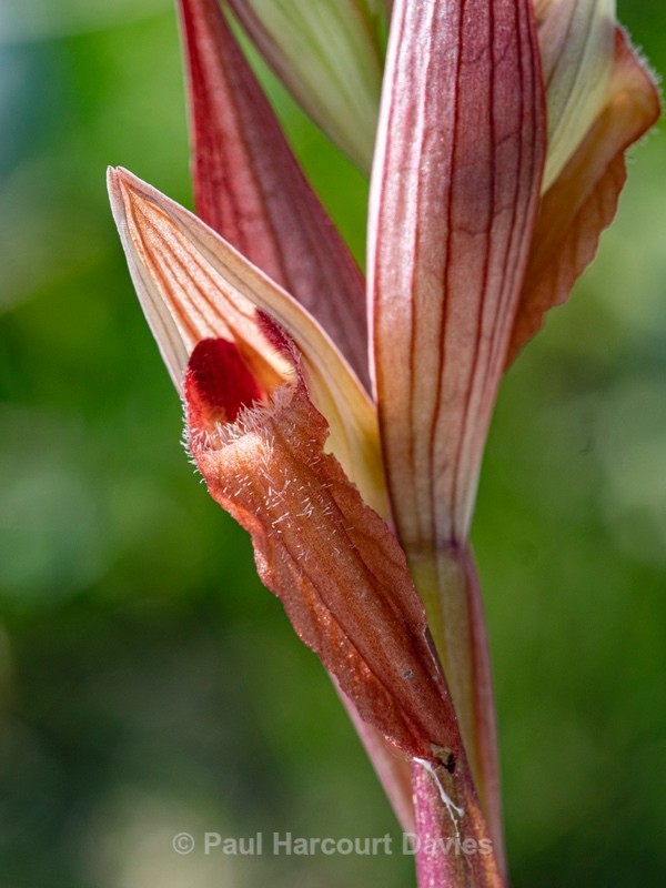 Eastern serapias (Serapias orientalis) - Gargano - Wild Orchids