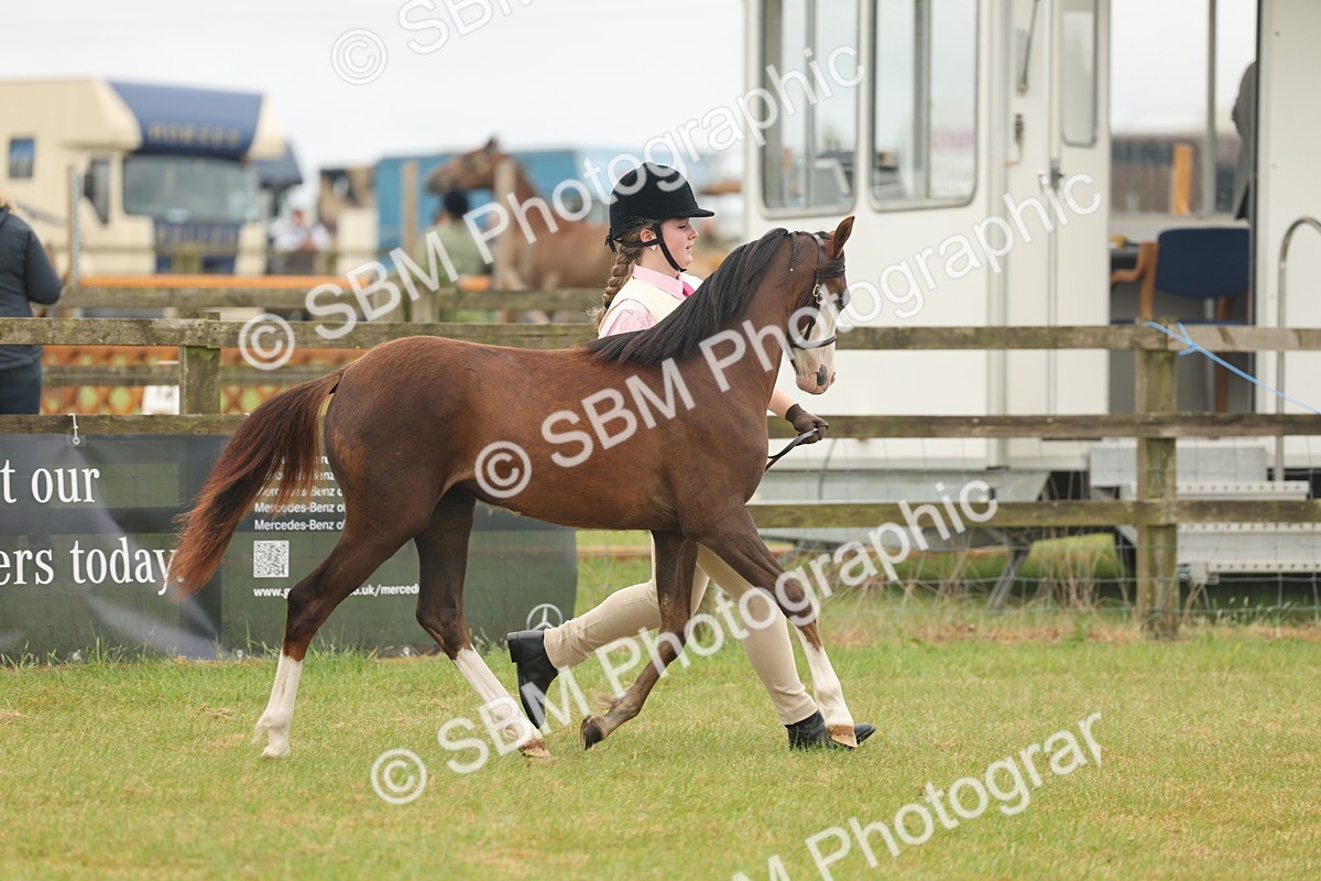 SBM_02144 - Class 50-57 - M&M Welsh Pony In Hand
