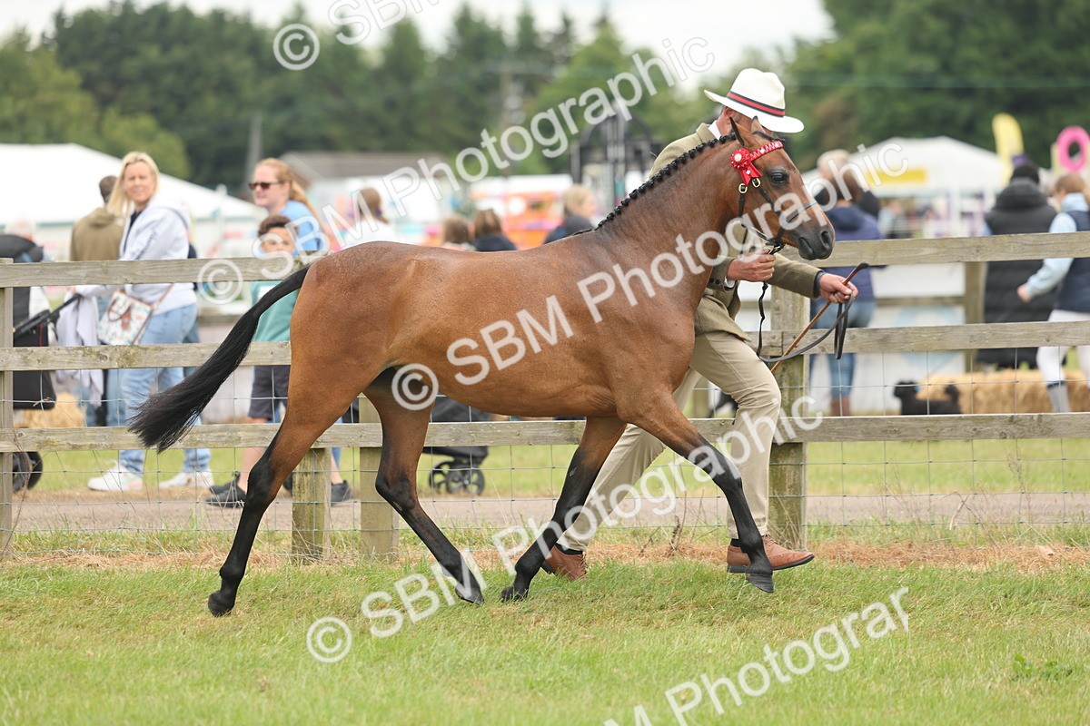 SBM_05393 - Class 68-73 - Riding Pony Breeding