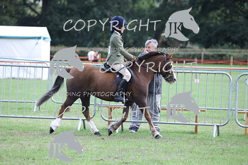 APP_4128 - Class 15a/b Pony club pony/Riding club horse