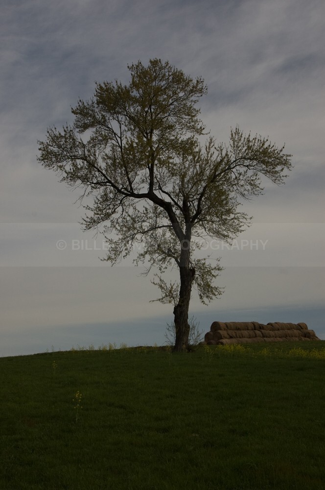DSC_0079 - The Tree Project