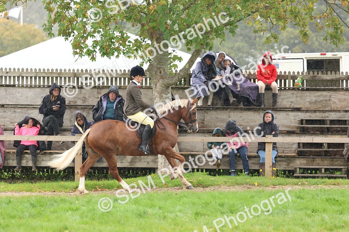 SBM_69698 - S62 - Mountain & Moorland Ridden Large Breeds