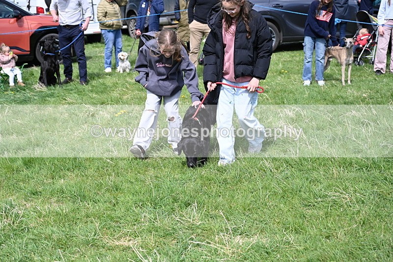 WJ6_9027 - Class 8 Best Working / Gun Dog or Bitch