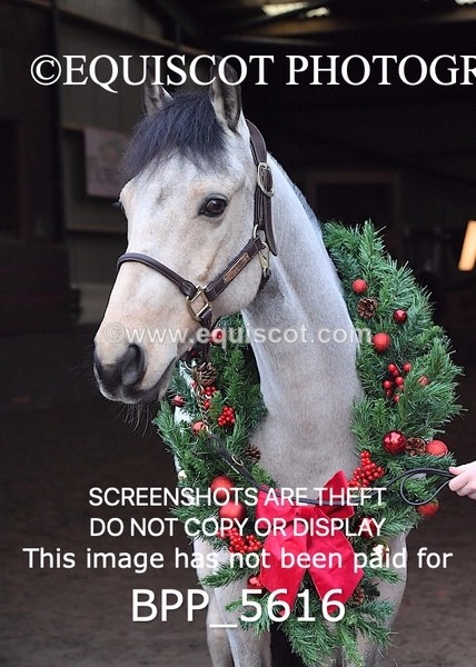 BPP_5616 - Marion West pony 1