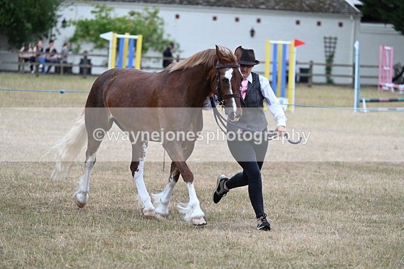 WJ7_8237 - Class 4 Prettiest Mare up to 14.2hh