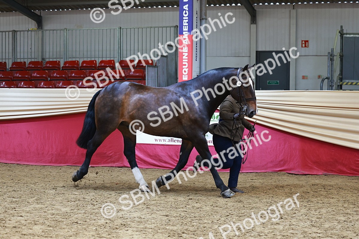 SBM_23186 - Class 903 - Supreme Final - IH Pre Vet