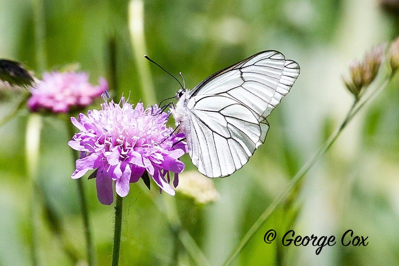 black veined white pyrenees