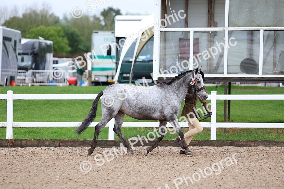 SBM_00234 - Class 13 - Young Handler