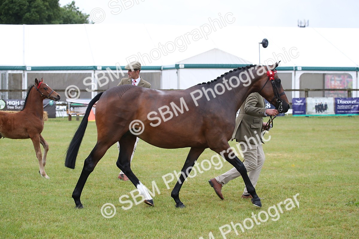 SBM_00162 - Class 17-20 - Arab & Part Bred - Anglo Arab In Hand