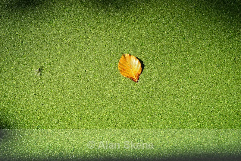 DSC08356 - Autumn