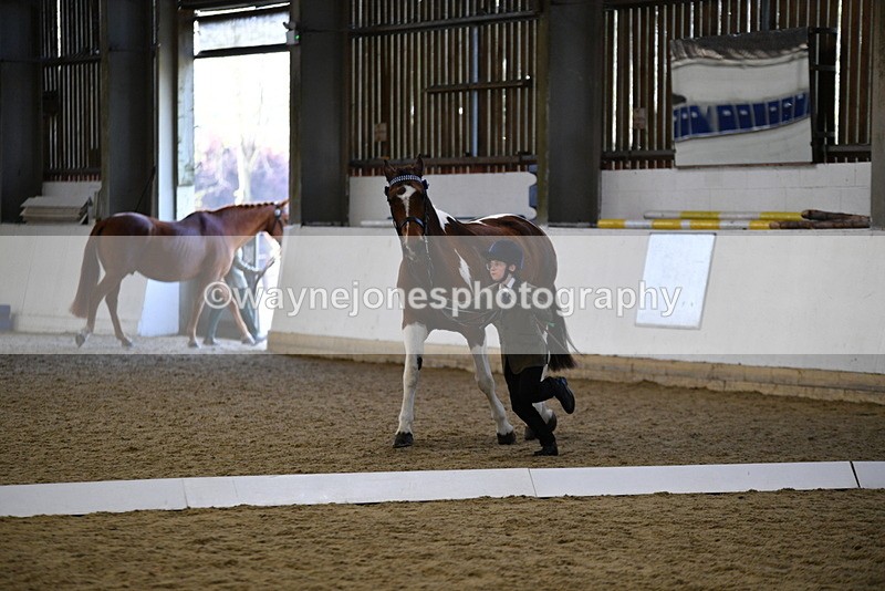 WJ5_4218 - Class 6 In hand M&M - Large Breeds