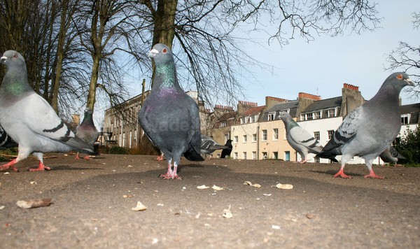 Pigeons on the march in Bristol city centre_00432 - Birds, swans and gulls