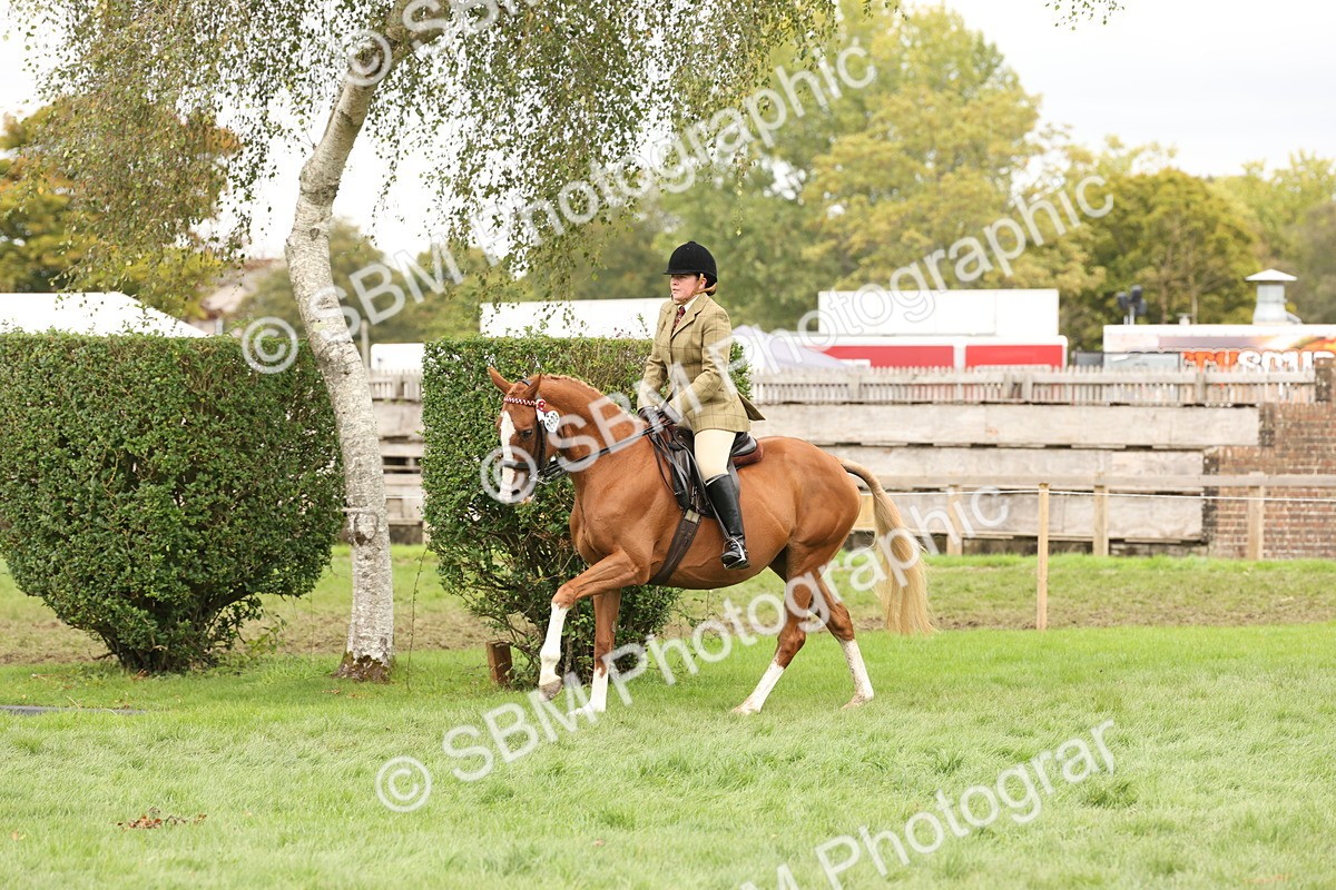 SBM_64265 - S65 - Riding Horse & Hack & Thoroughbred Ridden