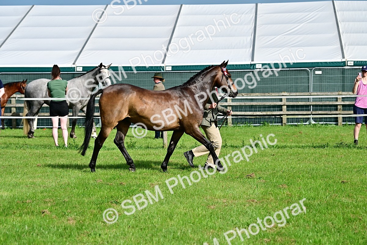 SBM_00994 - Class 46-49 - Arab and Part Bed-Anglo Arab In Hand