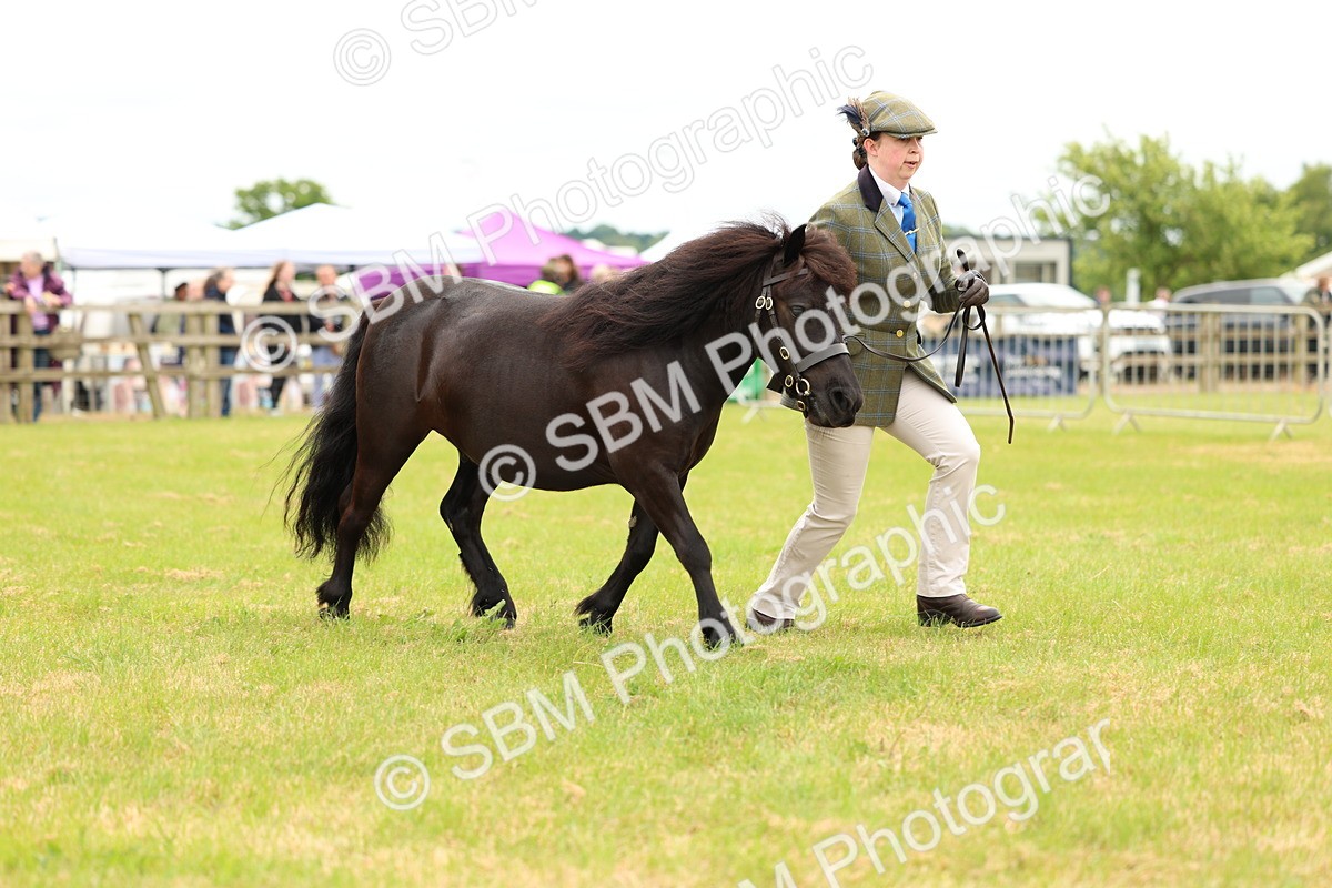 SBM_04335 - Class 64-67 - Shetland Pony In Hand