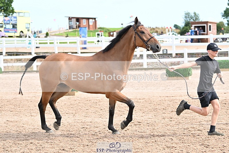 240717A-165750-03579 - Trot Up 4pm to 5pm