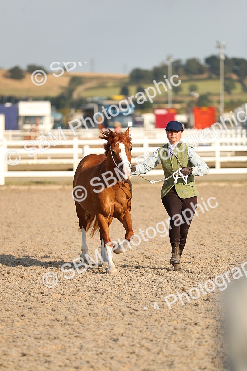 SBM_09013 - Class 29 IH Veteran Pony