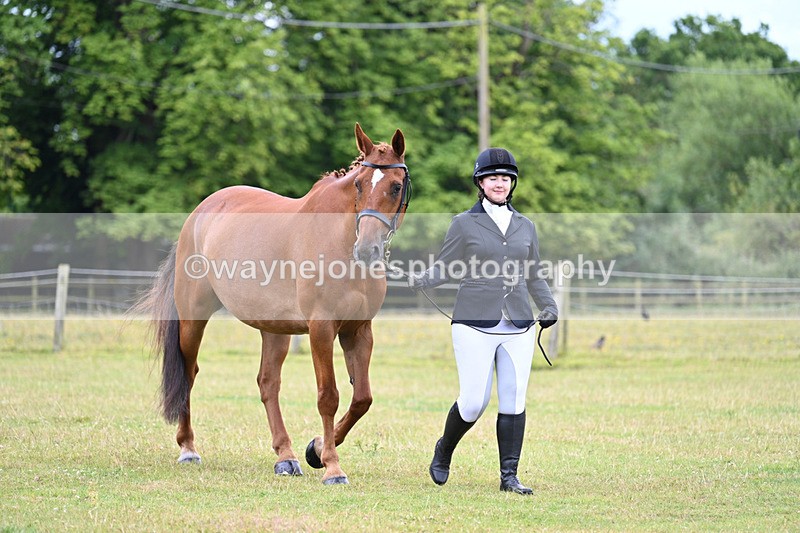 WJ7_6955 - Class 5a Most Handsome Gelding in Hand