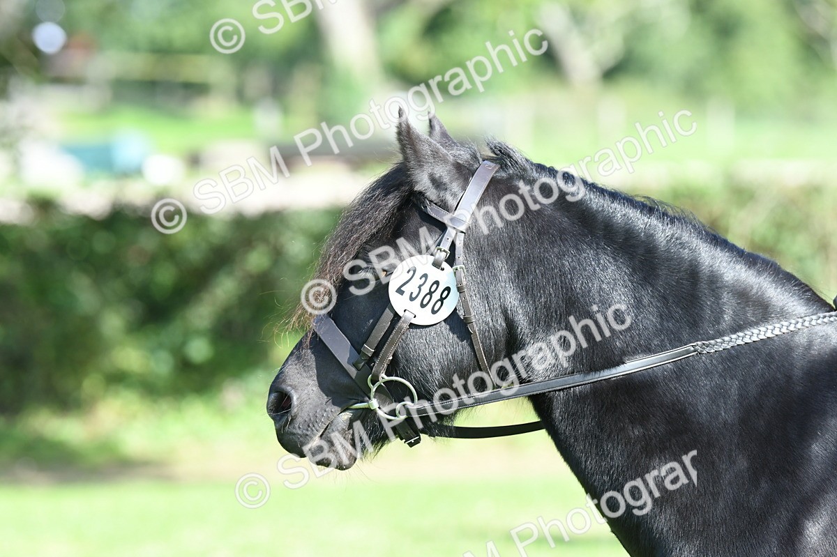 SBM_50377 - S21 - Novice & Newcomers 1st Ridden Pony
