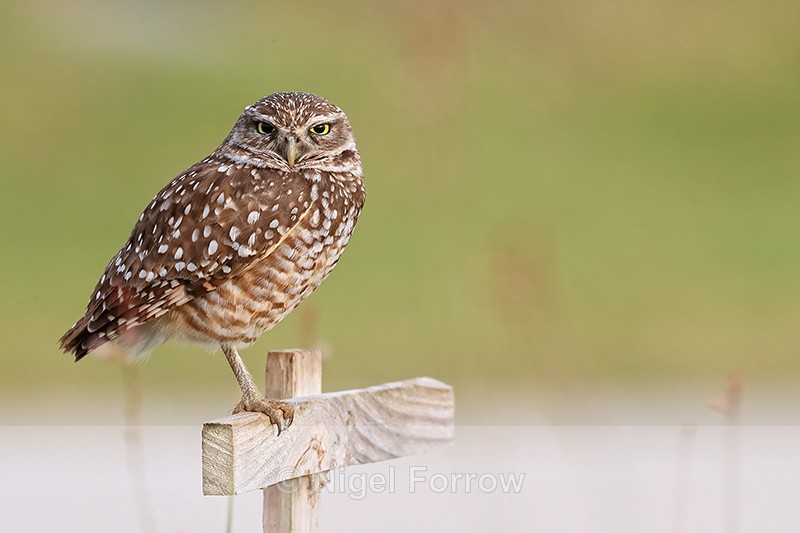 Burrowing Owl perched on marker cross, Cape Coral, Florida - Burrowing Owl