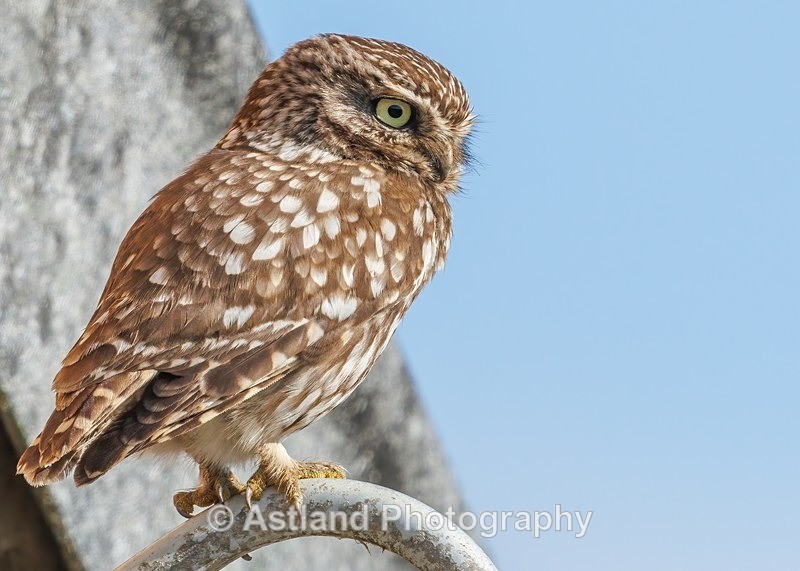 Little Owl - Latest Images