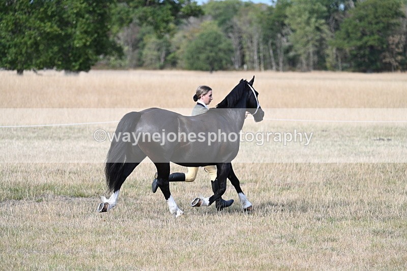 WJ7_8246 - In-hand Championship