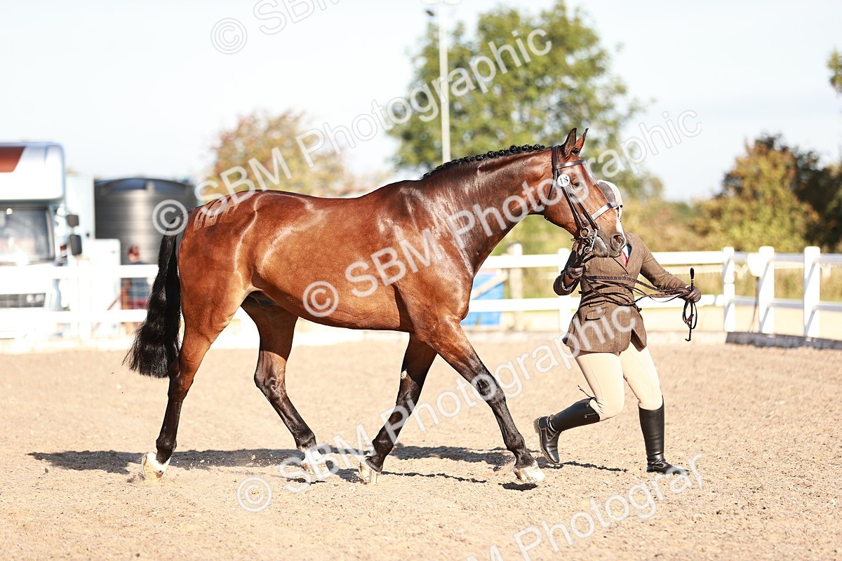SBM_11166 - Class 401 - IH  Veteran horse