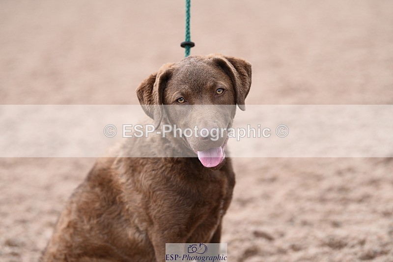 240518A-112350-00773 - Cls 1 Cutest Puppy